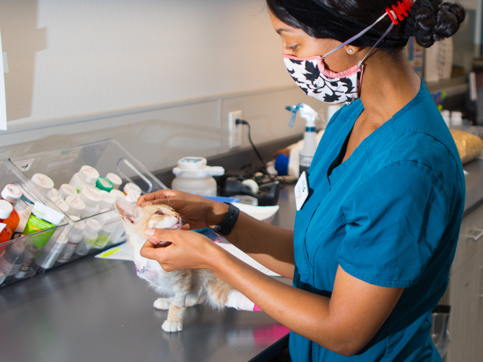 Black veternariary staff member in teal scrubs and black and white mouth covering, examining a orange and white kitten on a table with clear rectangular containers holding medication bottles